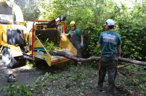 tree services Eastvale